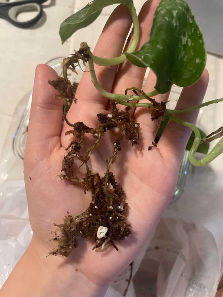Are these roots long enough to pot?