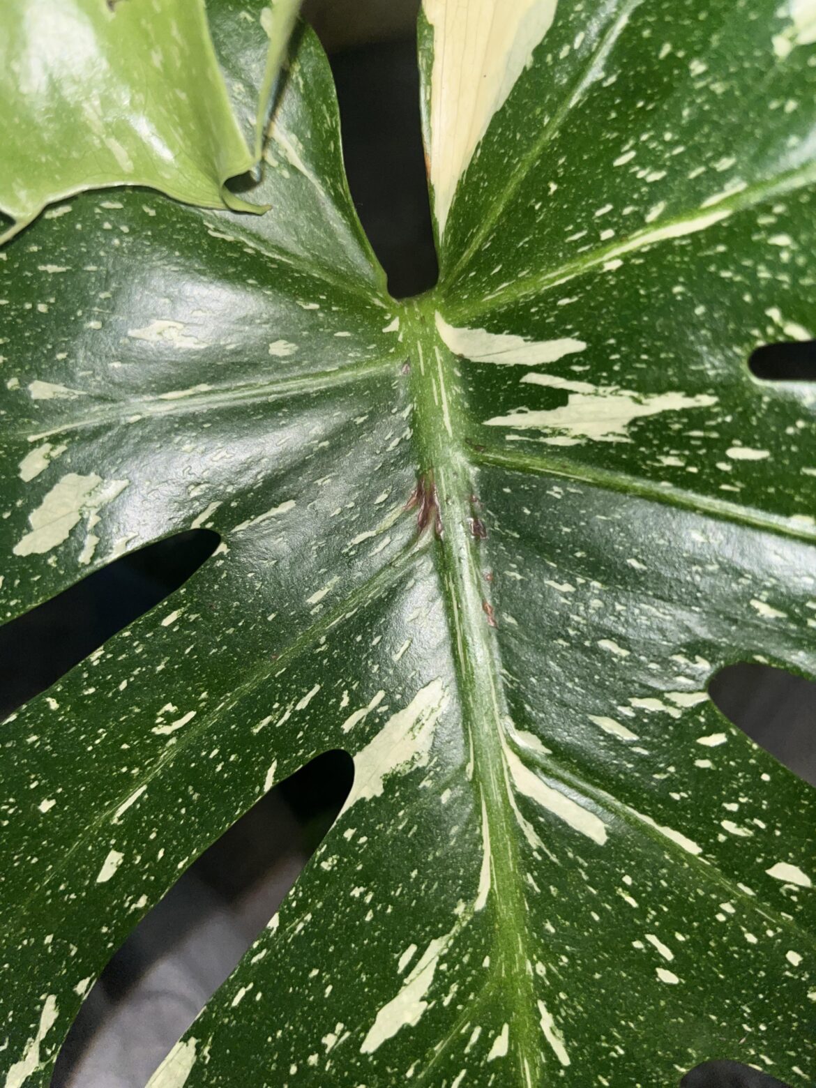 Thai con (does my monstera have scale?!)