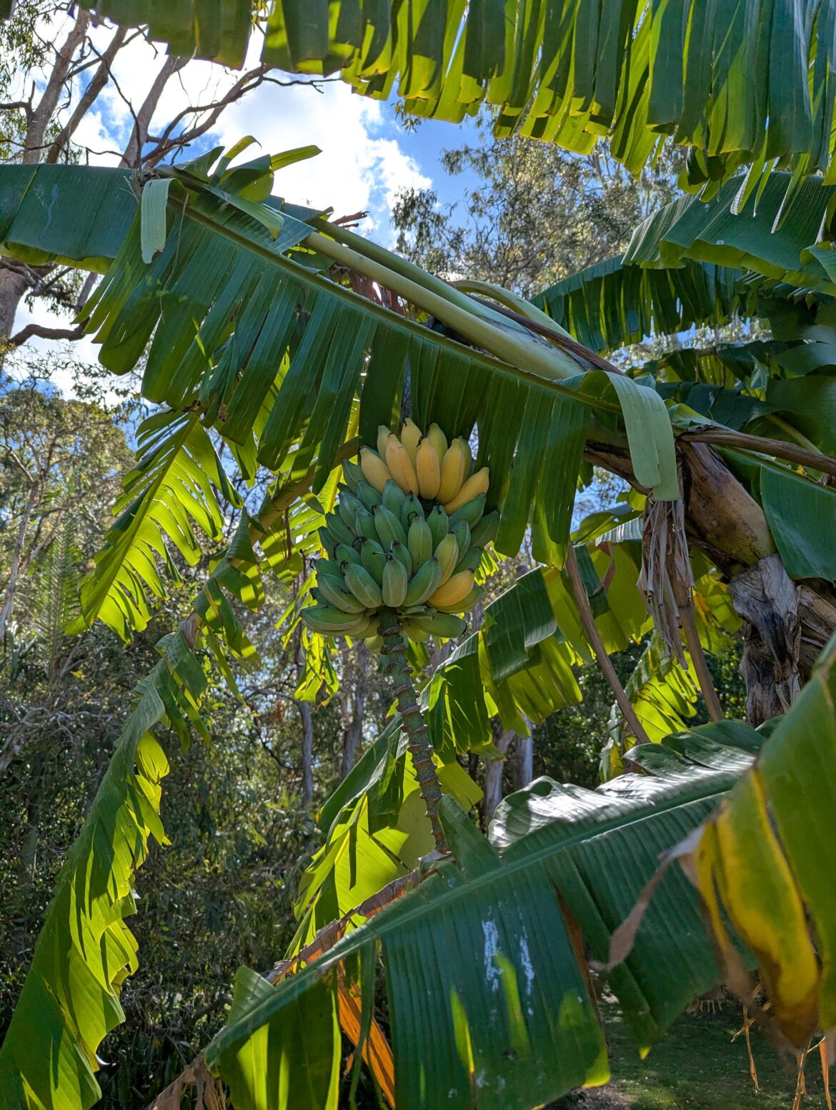 Are my Bananas ready? Are my Bananas ready?