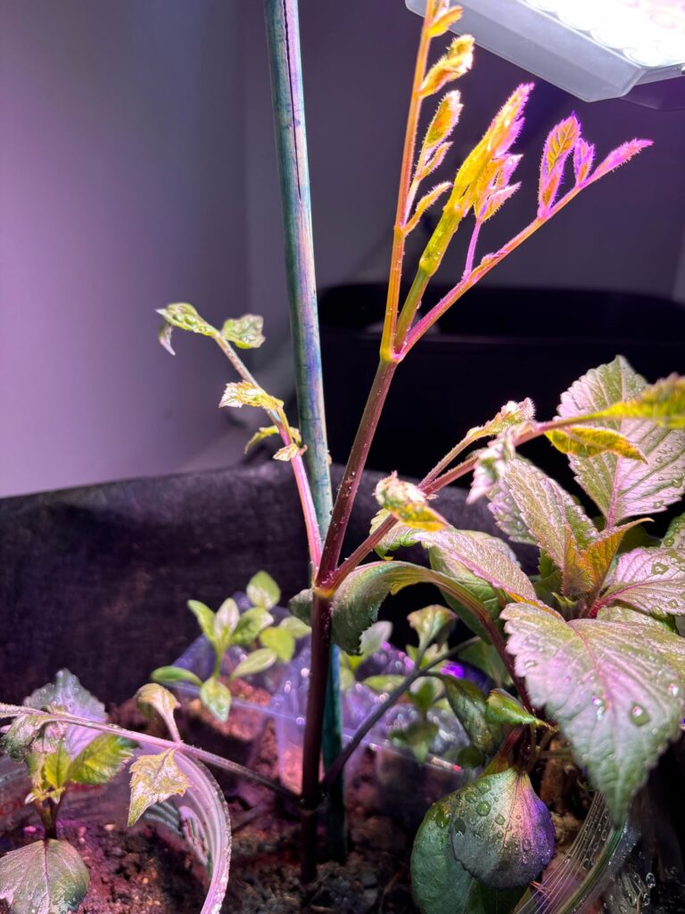 Dahlia leaves look wrong