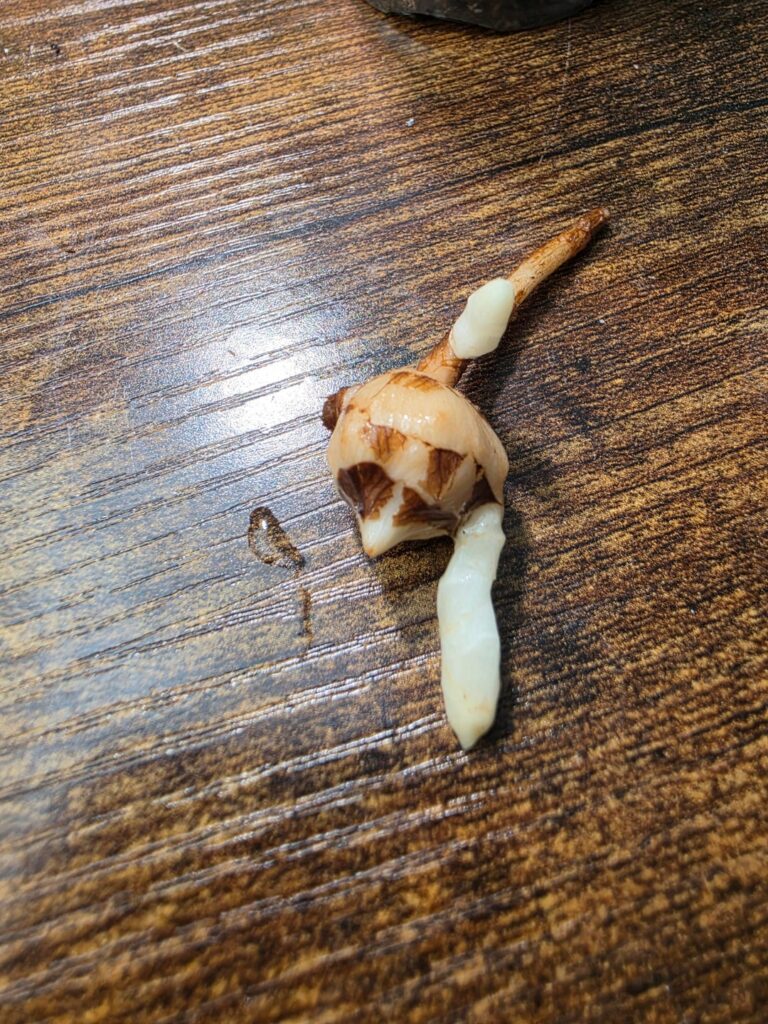 What is the growth on corms