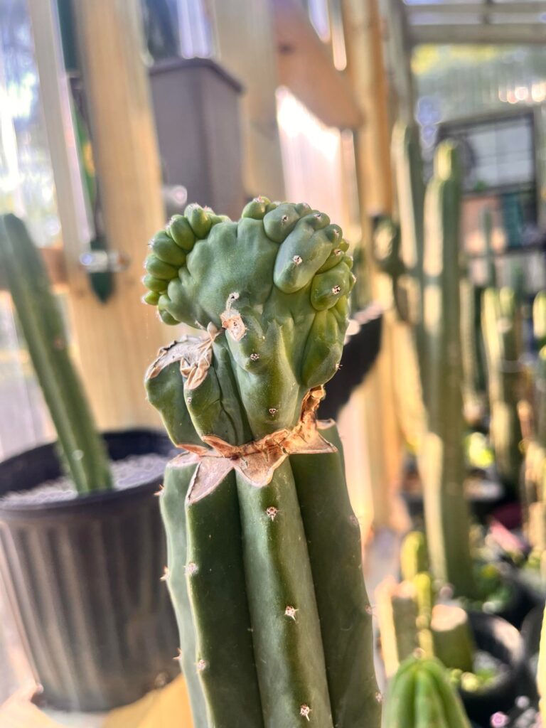 Glorp chunk I saved from frost damage.