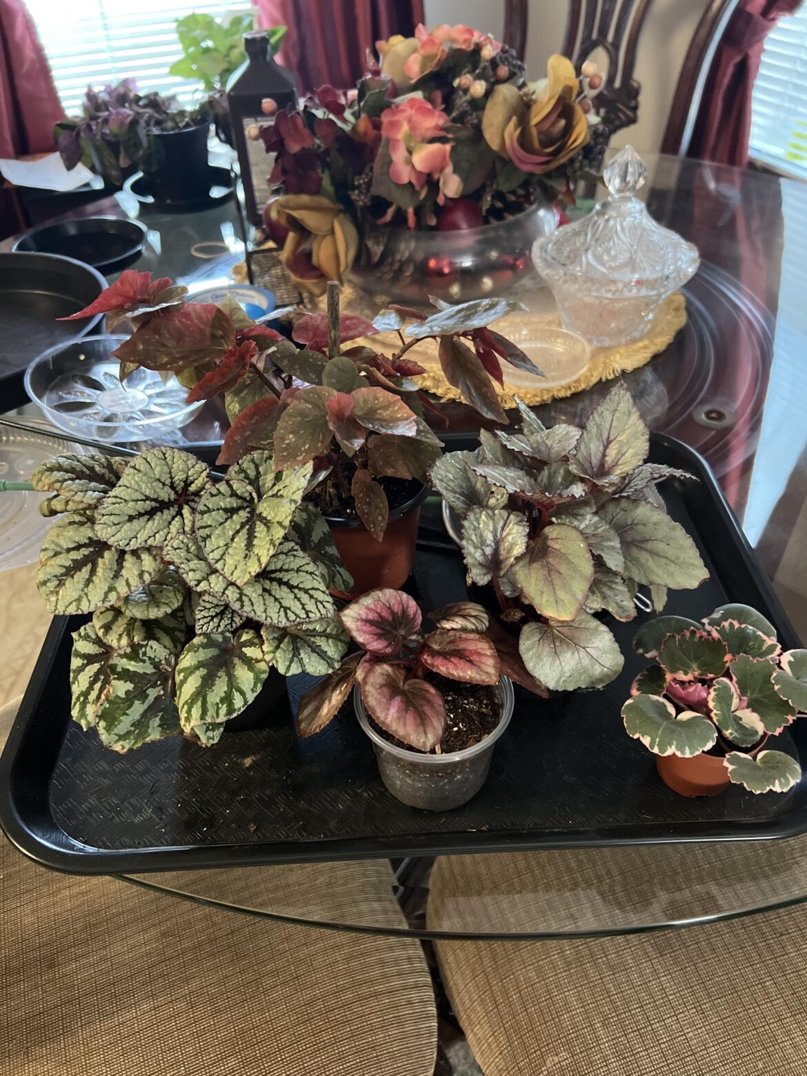 My begonias
