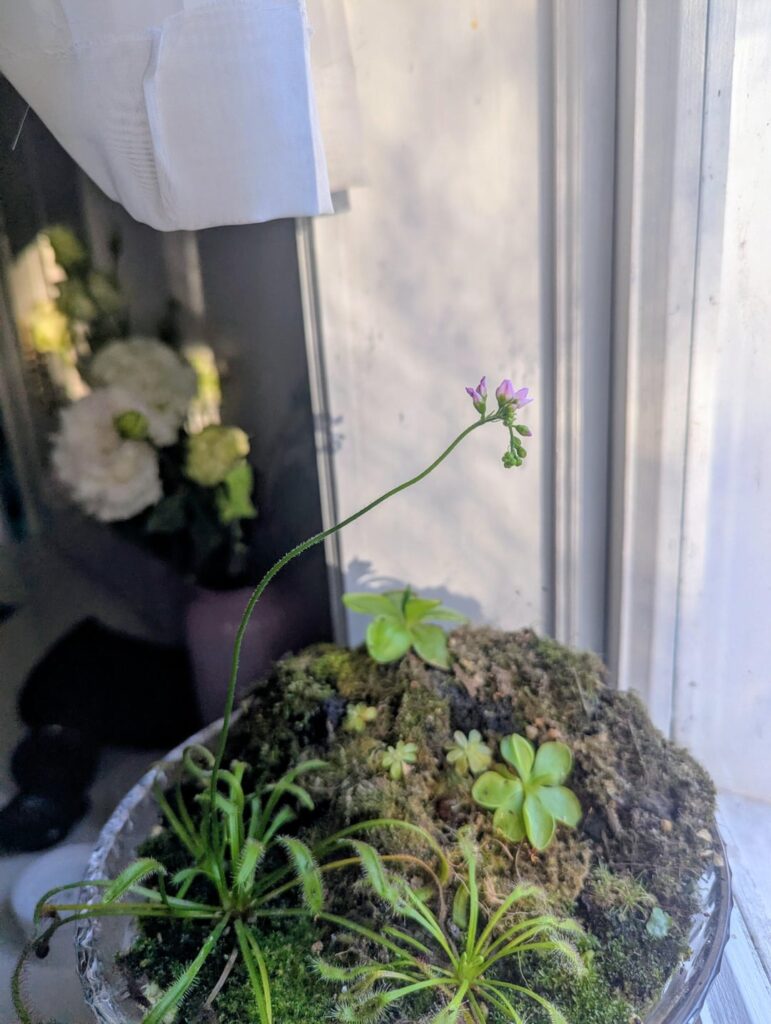 My Drosera is flowering for the first time!! First flower I have had from a carnivorous plant