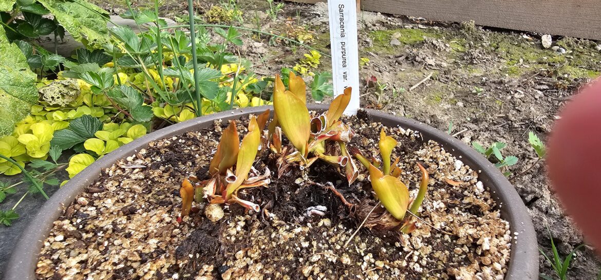 S. purpurea var. venosa coming back.
