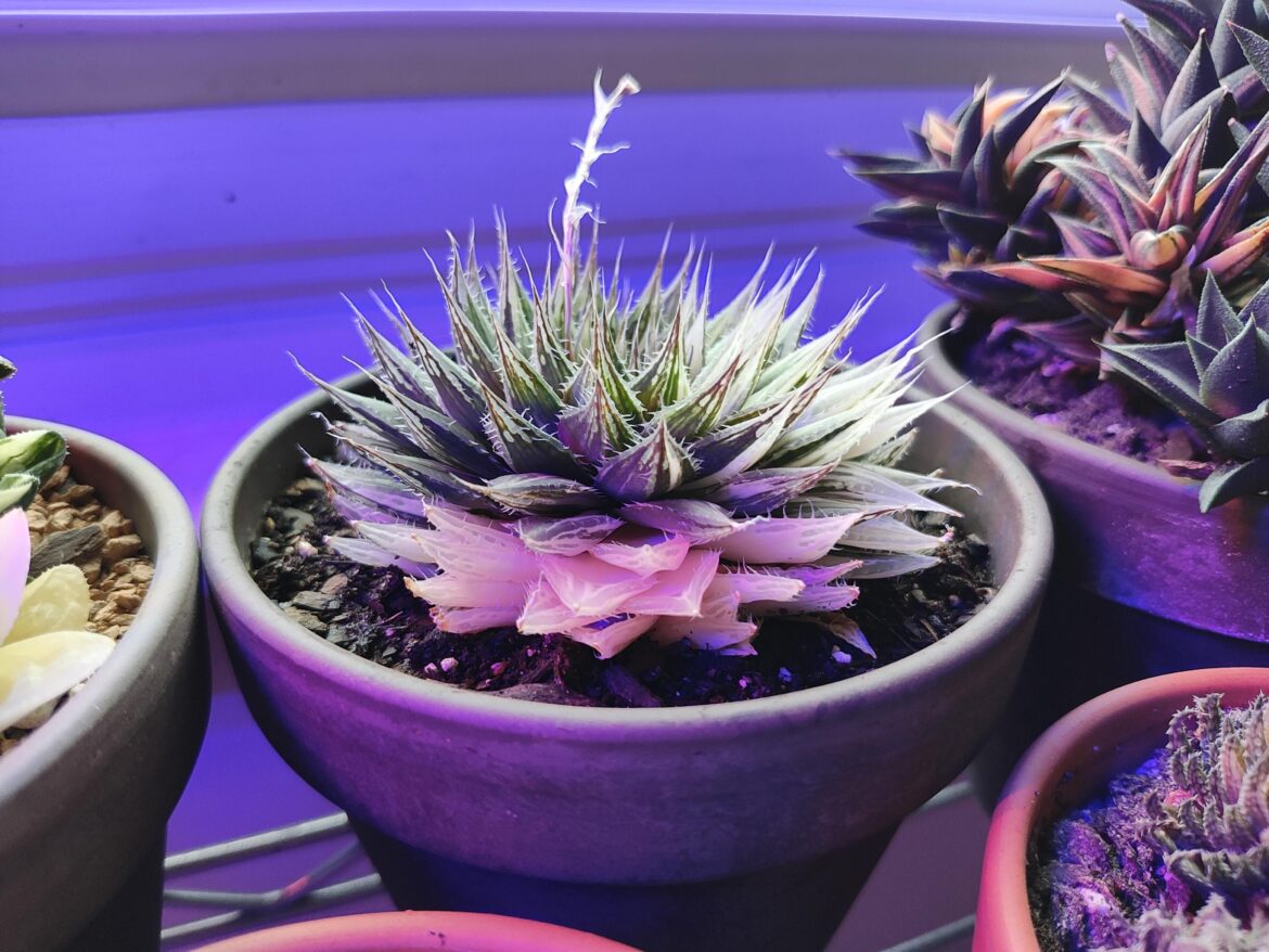 H. Decipiens plumping up