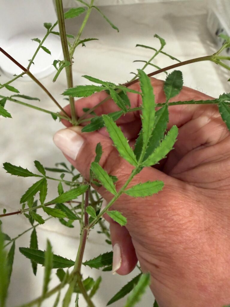 Plant ID help. Details in body..