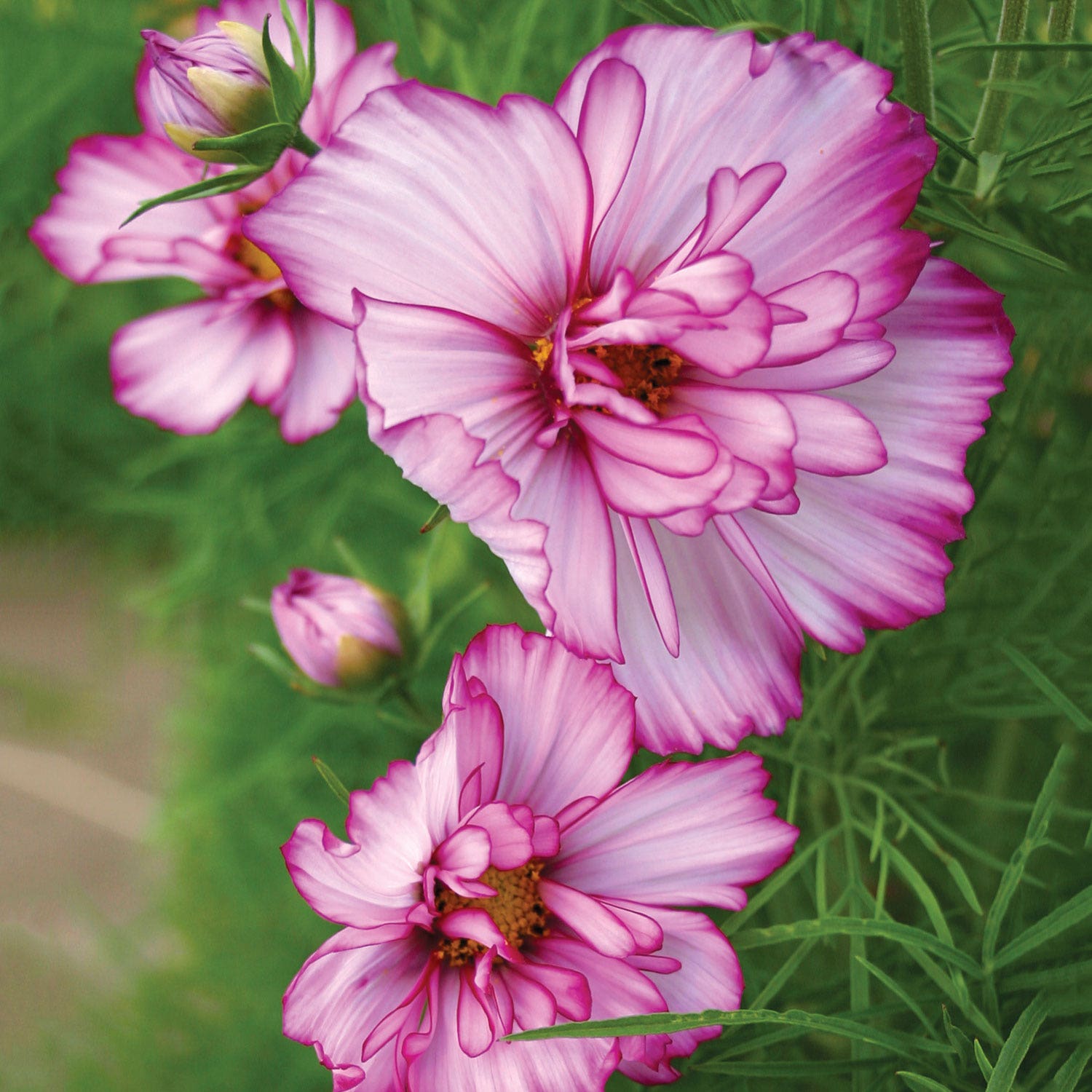Double Take Cosmos Seeds