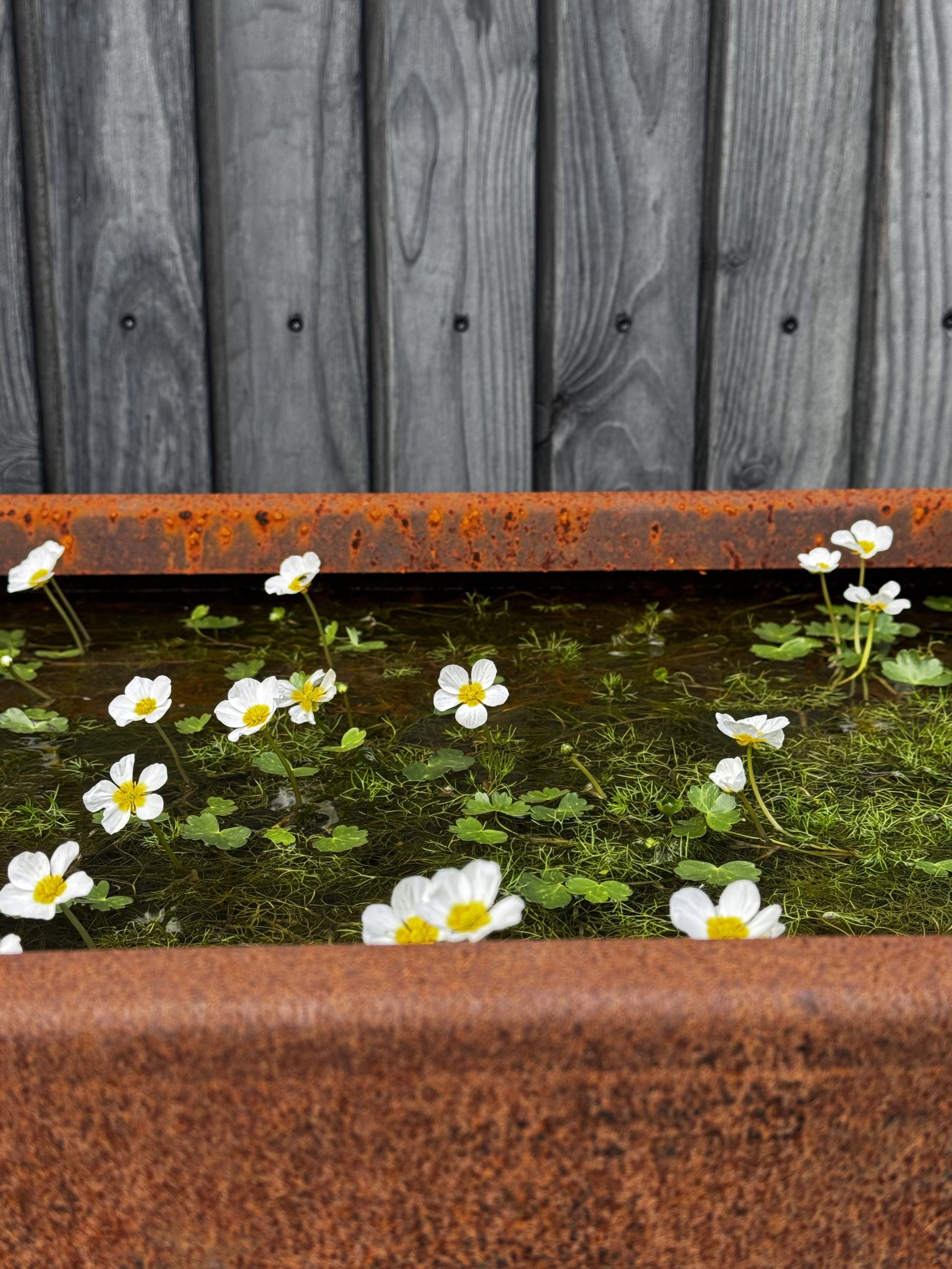 a corten steel dipping tank in a garden filled with water and aquatic plants