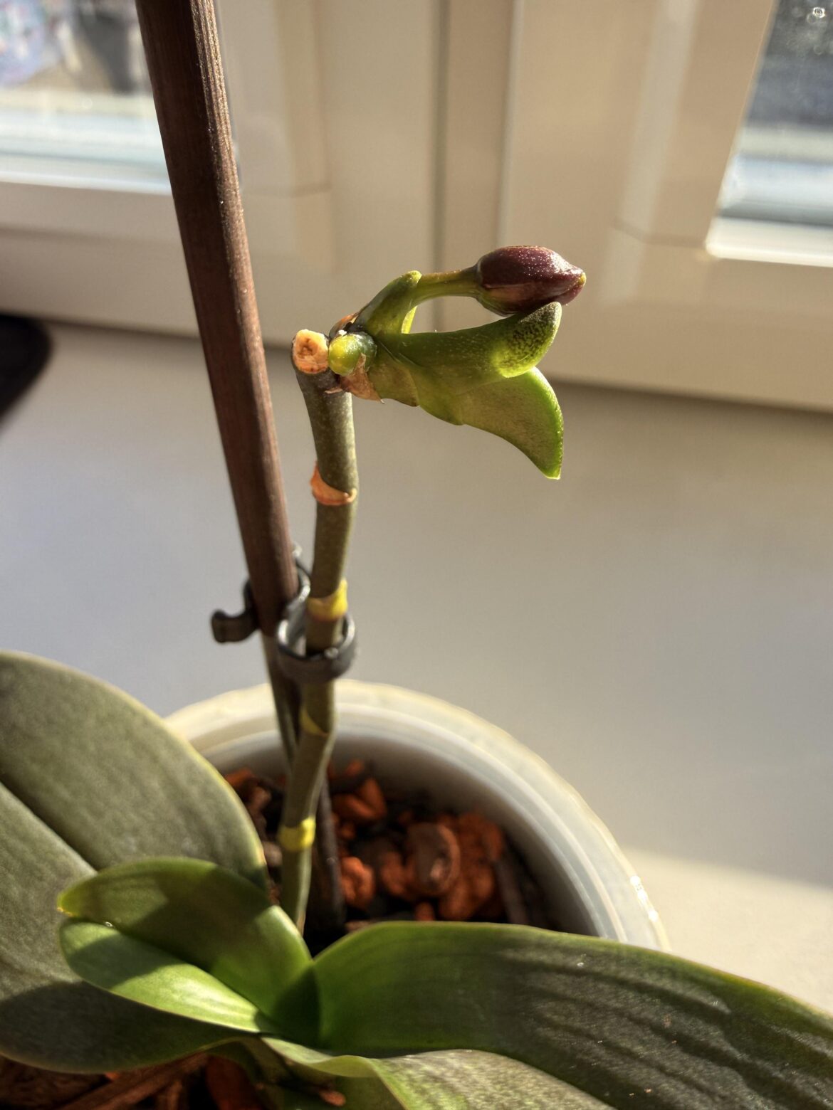 What does my orchid try to do?
