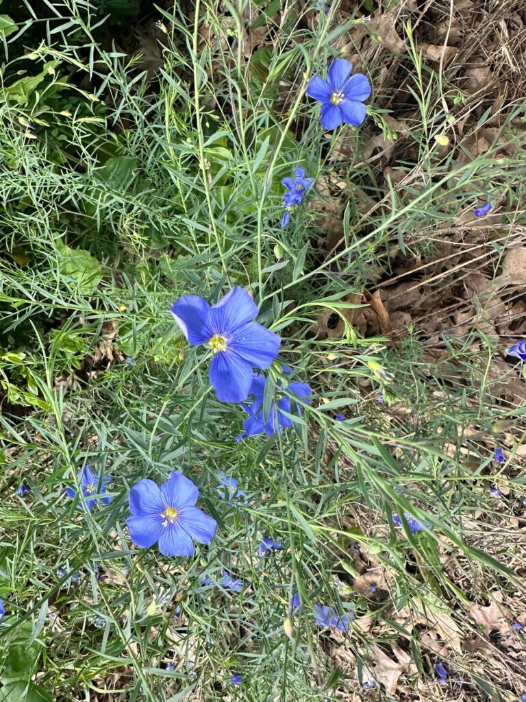 What is this flue flower that popped up in my front yard?