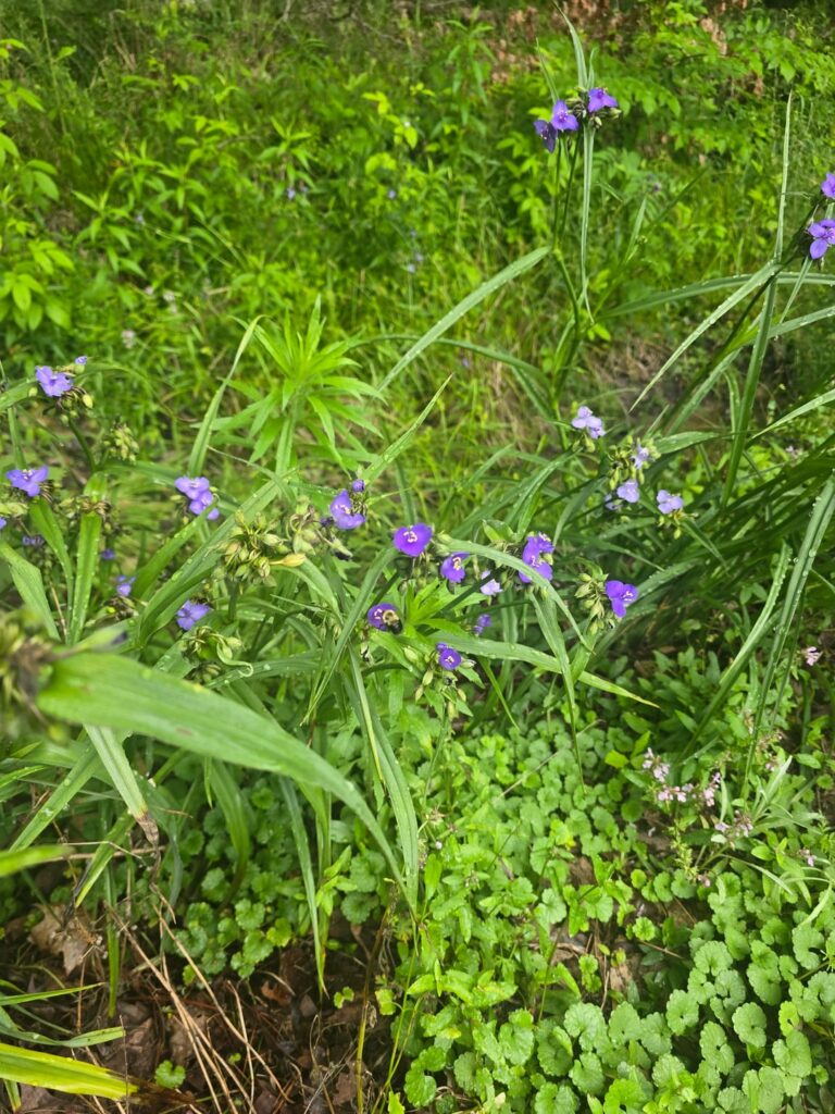 Here's some photos of bees on my spiderworts! Bonus at the end.
