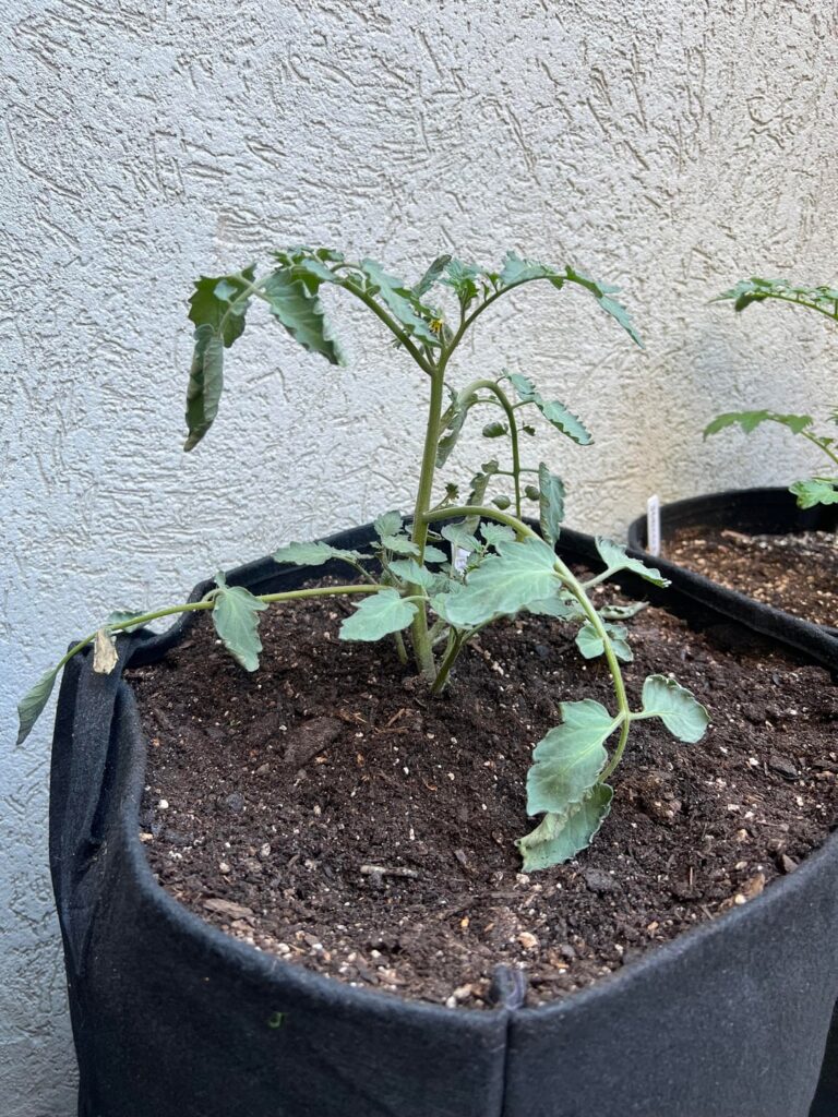 What does my sweetie tomato need?