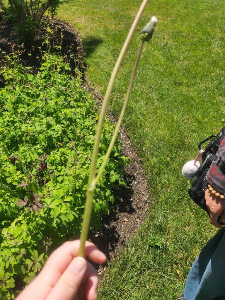 Double dandelion