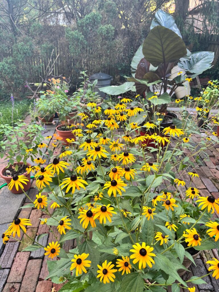 Looking at pics from last year. Oh the joy a garden gives