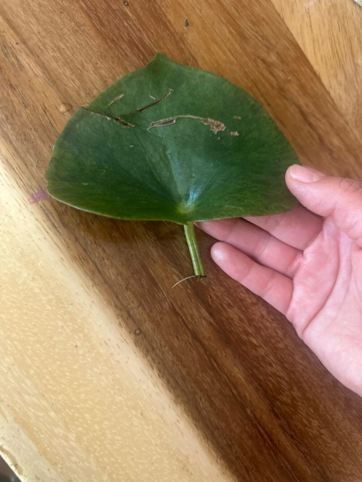 You can propagate peperomias even if you don’t have a node