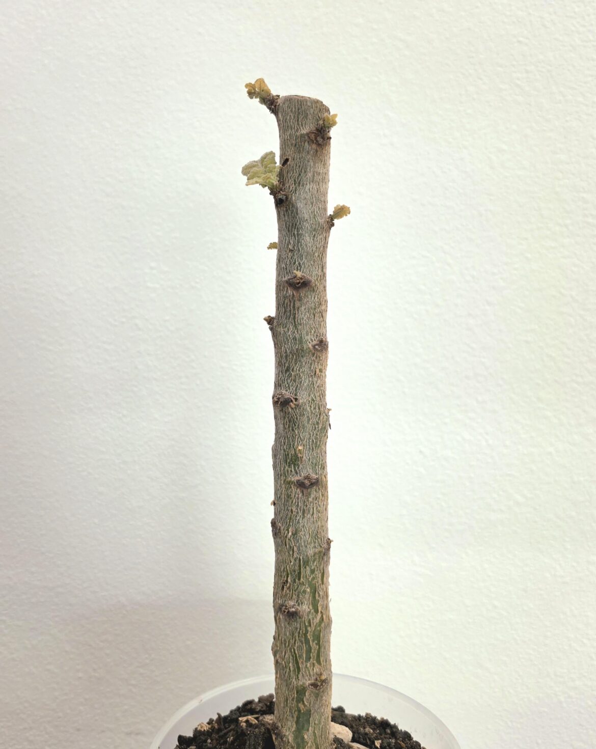 Boswellia Popoviana