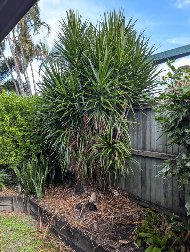 The classic: are these Yucca and do I need to get rid of them?