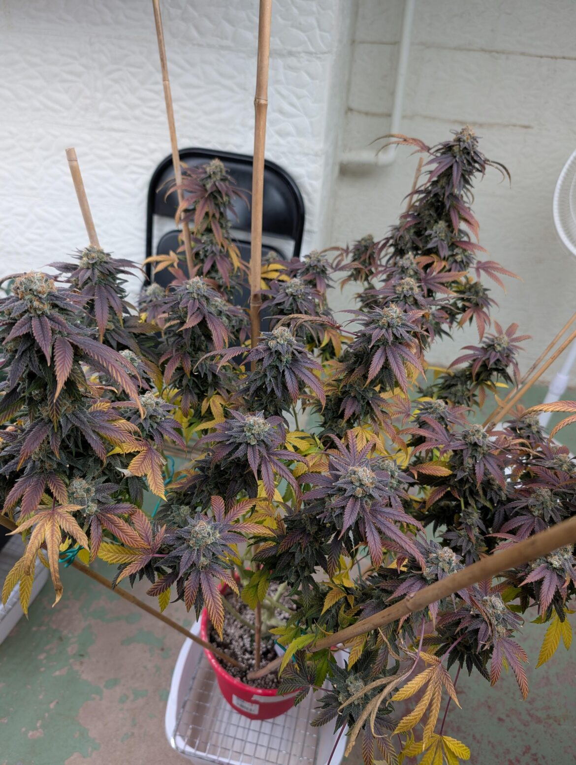 Is this what grandaddy purp look like? I can't tell lol