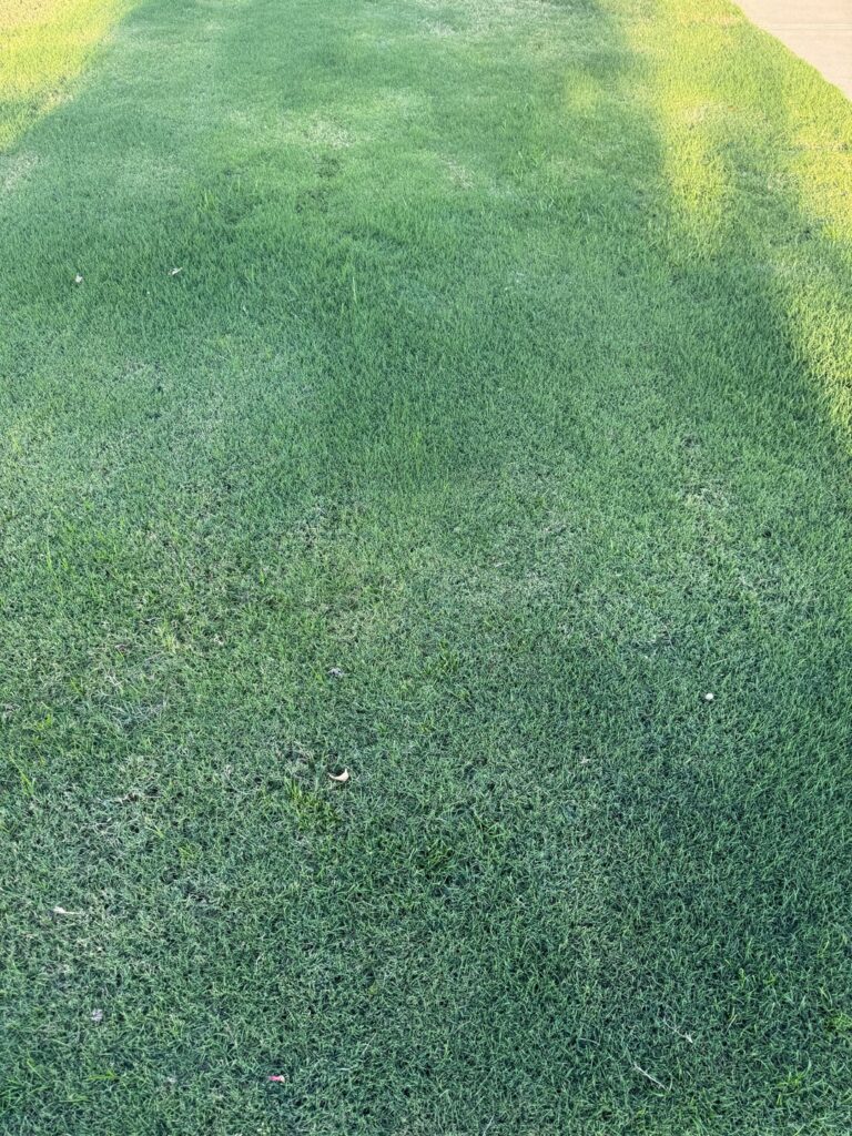 How can I get this lawn to not look so patchy