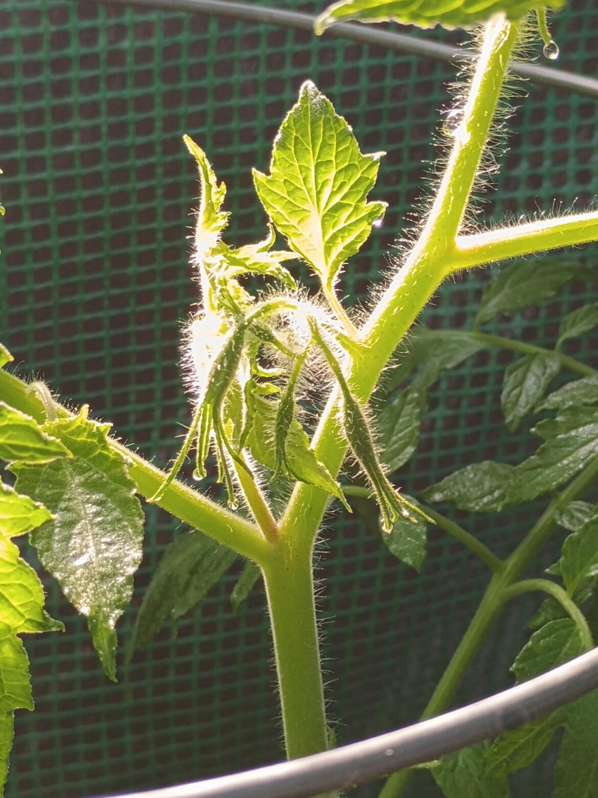 Pink Fang. From seed starting to flower.