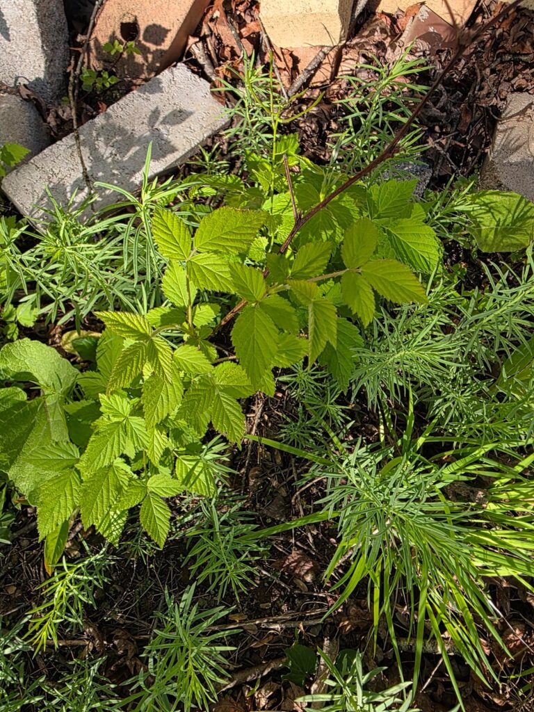 Is this poison ivy?