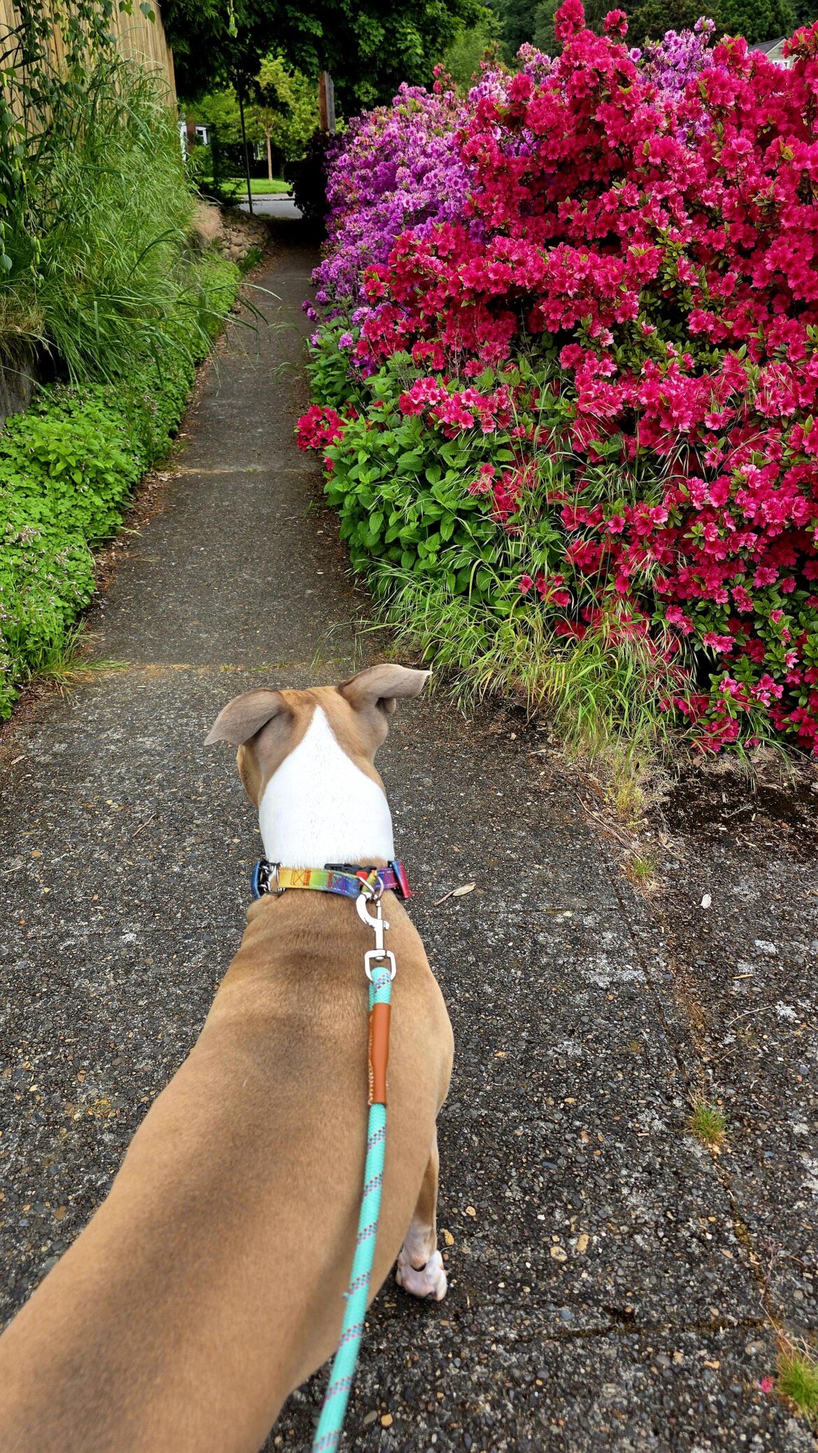 Our favorite azalea bushes in Portland.