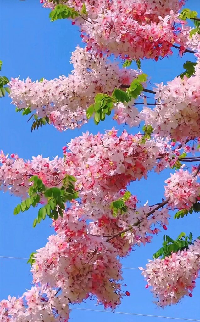 Beautiful pink