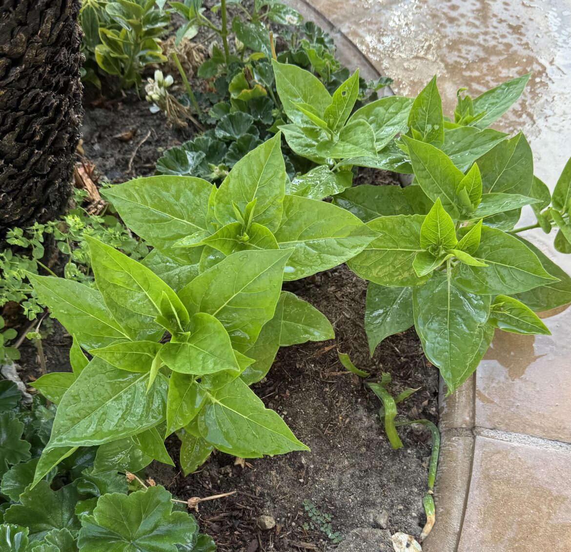 Can someone help me identify this. It’s growing in my garden and I don’t have a clue of what it is.