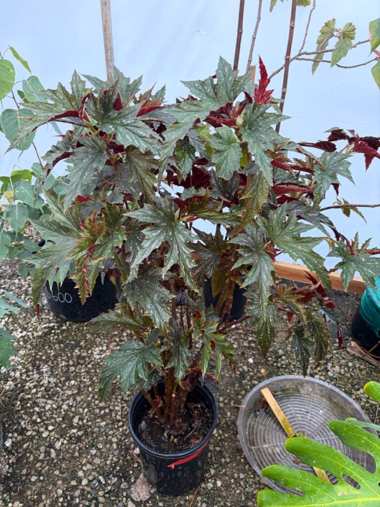 Just joined my first post here with fellow bonbons lovers. Thought I’d share a couple of my favorite begonias in my collection.