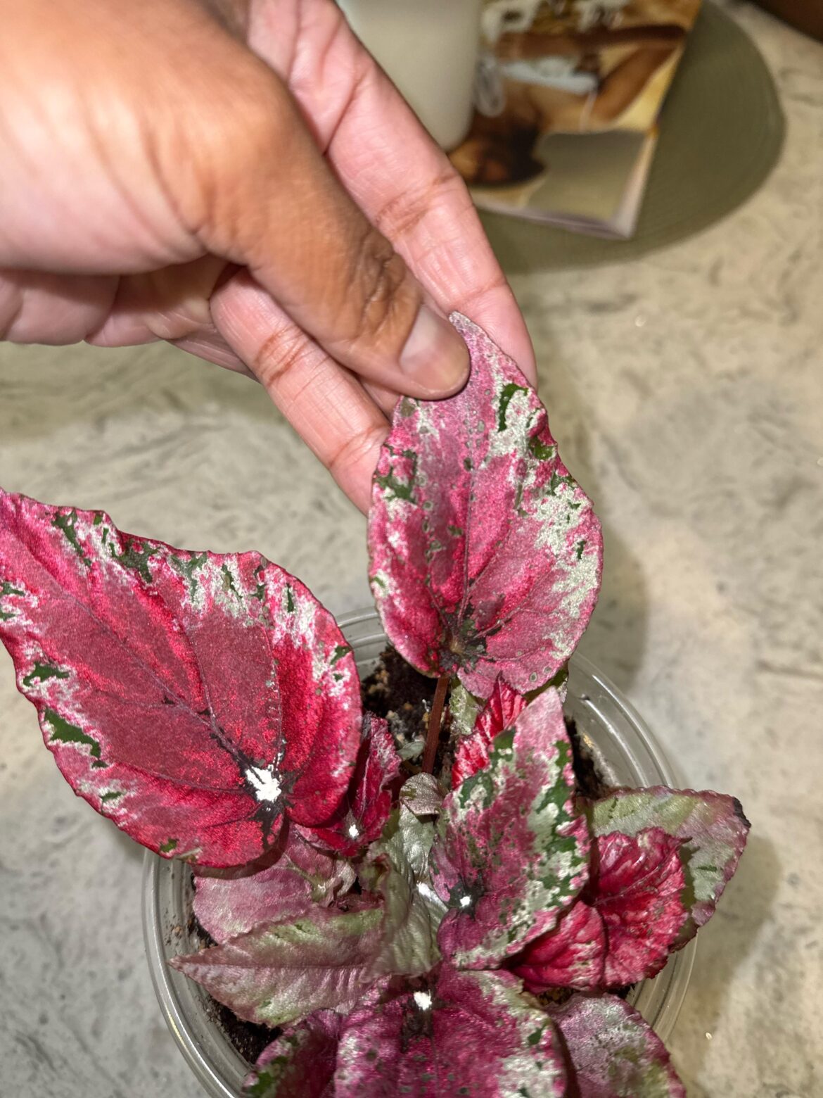 Is this thrip damage on my Maui sunset??