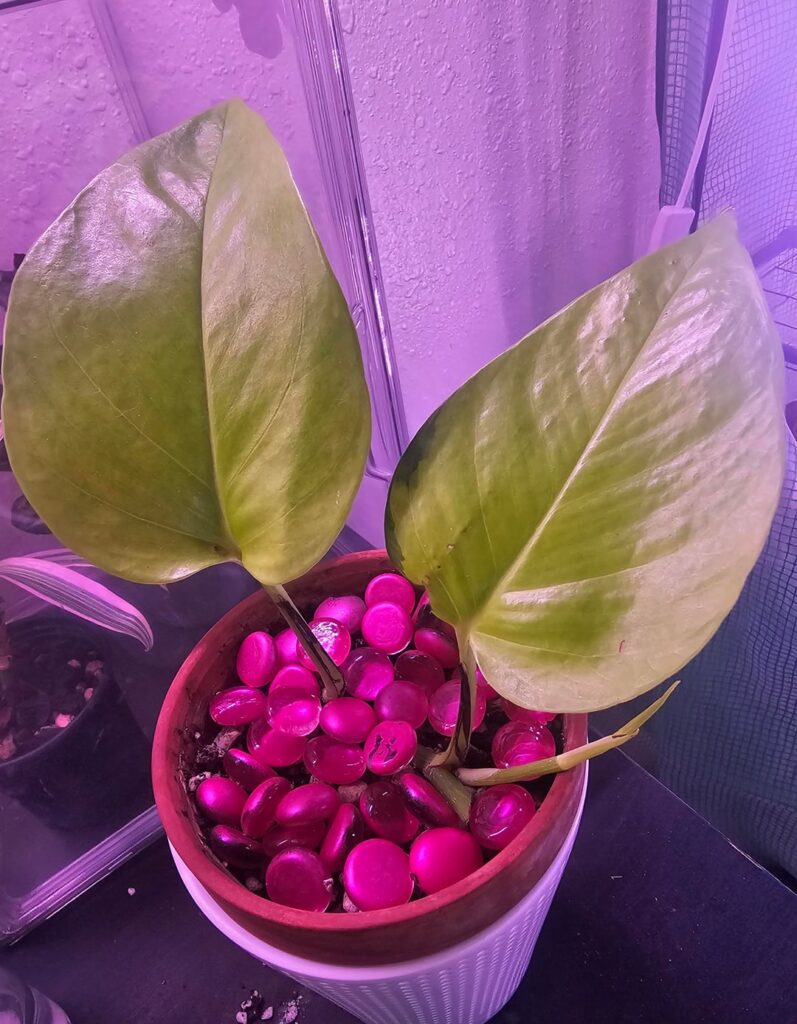 Neon pothos propagation journey