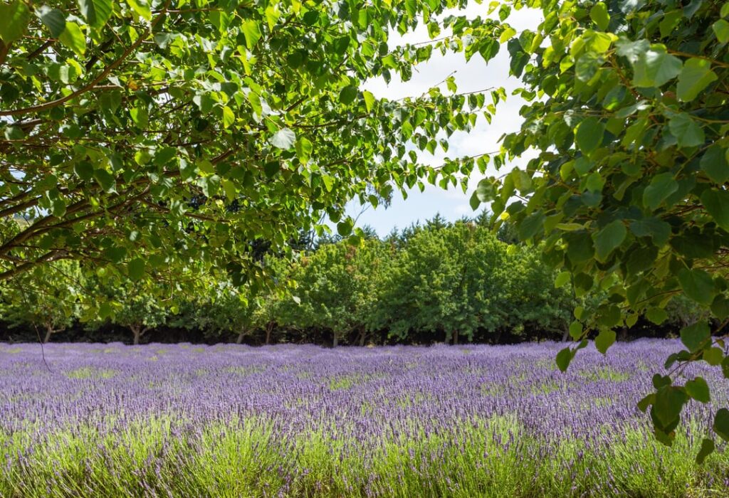 Lavender Farm