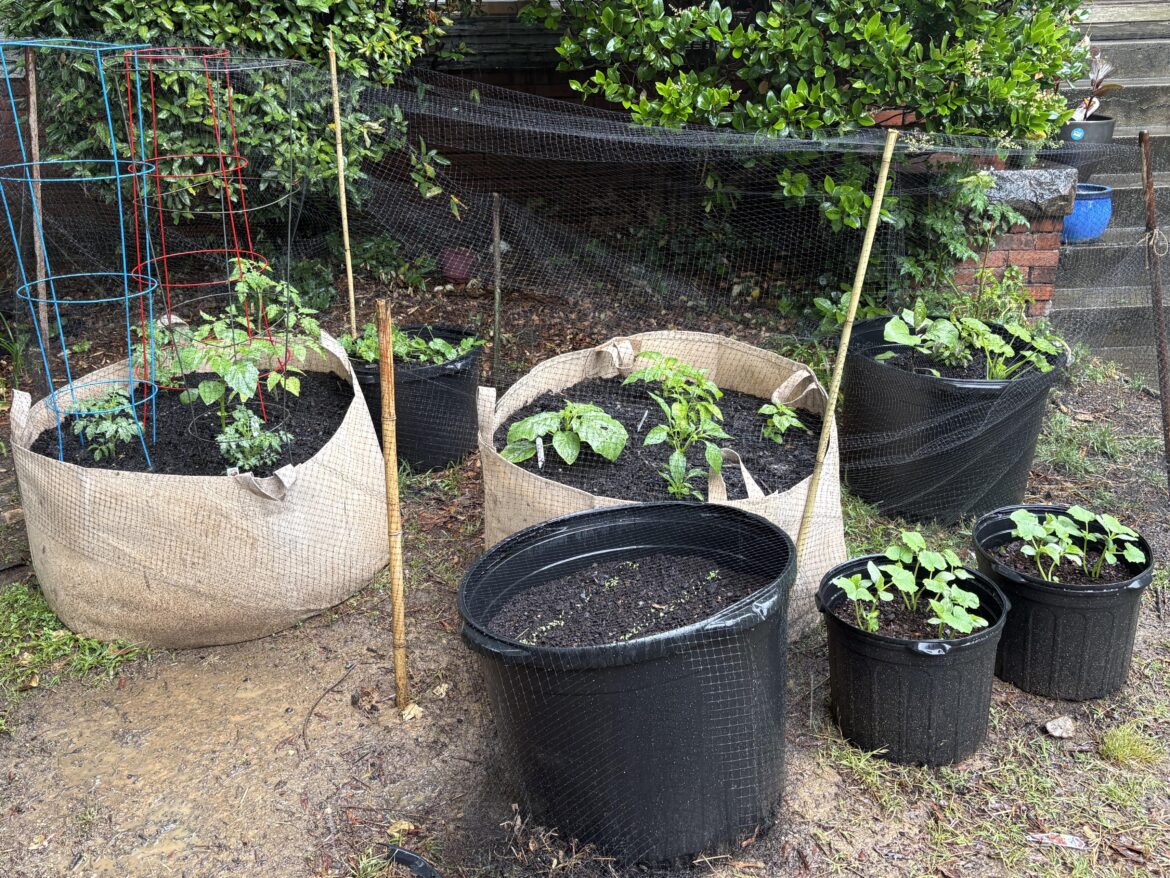 First-ever container garden. Also first time vegetable grower … wish me luck🤞 First-ever container garden. Also first time vegetable grower … wish me luck🤞