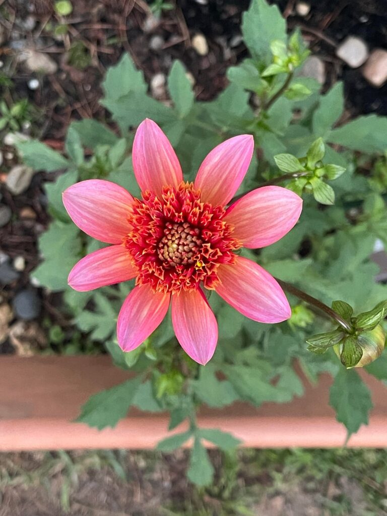 First Dahlia arose April 10th zone 9B