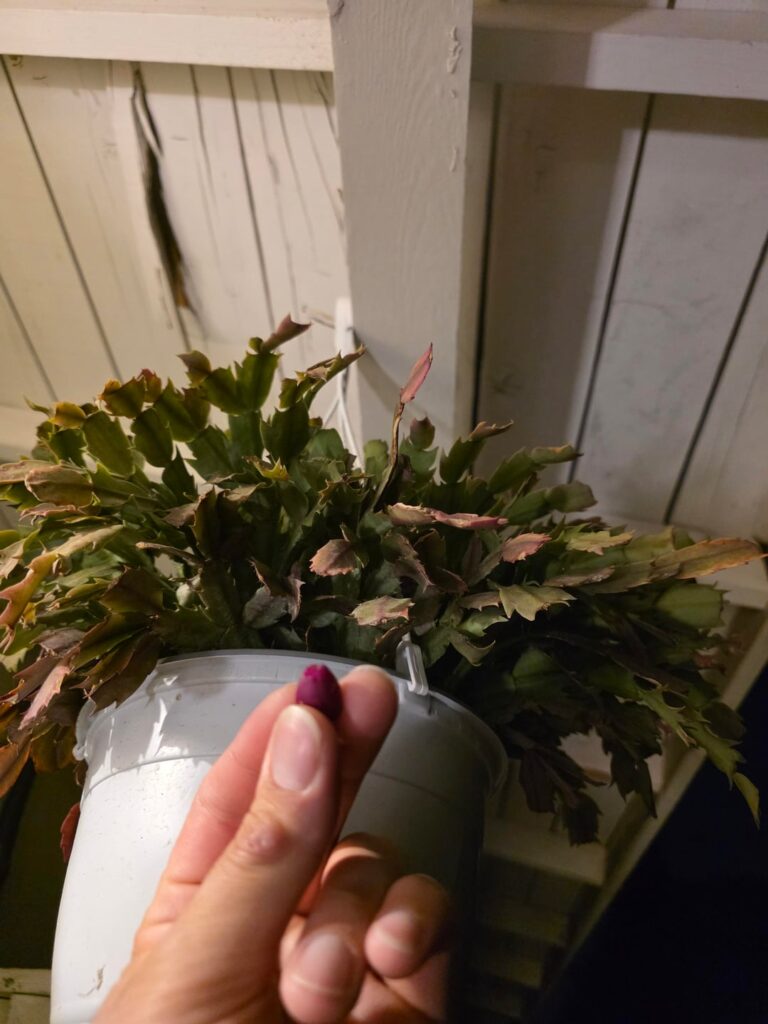 My Thanksgiving Cactus gave me it’s first fruit 😋 My Thanksgiving Cactus gave me it's first fruit 😋