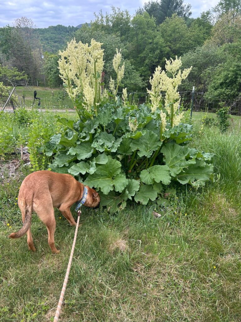 Huge plant at my mother in laws