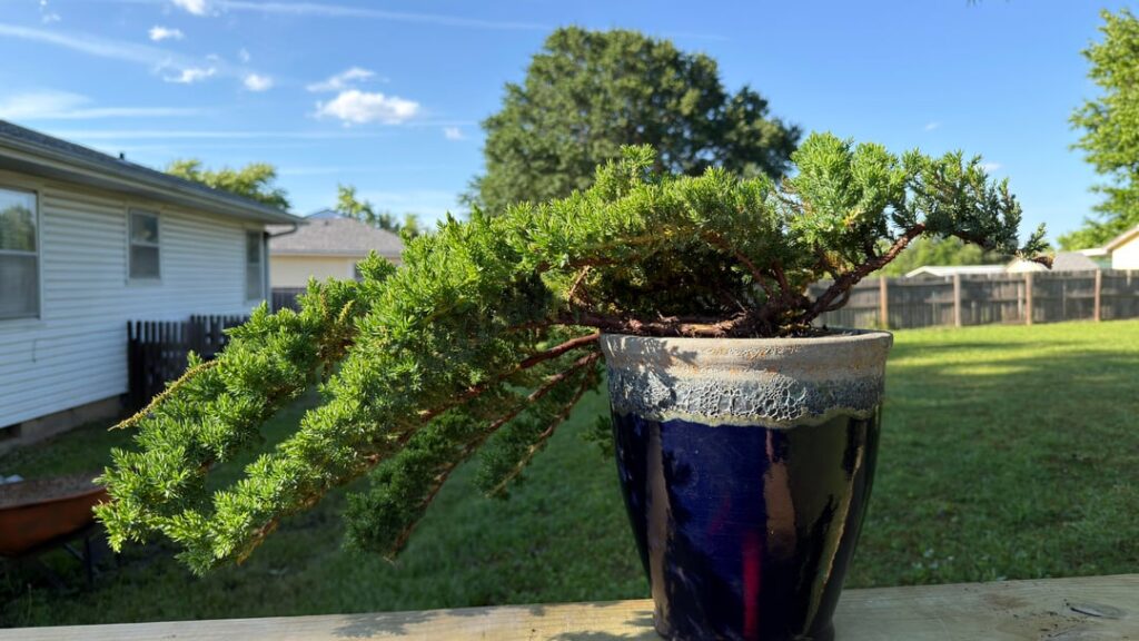 Getting Back Into Bonsai