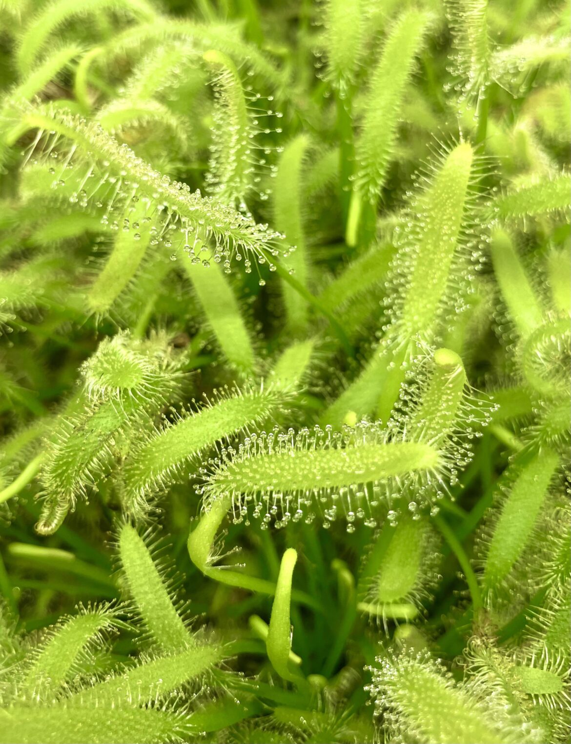 Drosera capensis ‘Albino’ 💚
