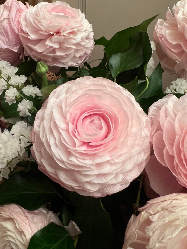 What is this beautiful flower I happened to buy? What is this beautiful flower I happened to buy?