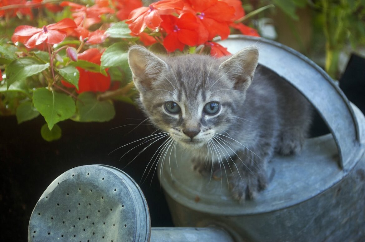 Secrets I Use to Prevent Pets, Poultry, and Wildlife From Digging Up My Garden Secrets I Use to Prevent Pets, Poultry, and Wildlife From Digging Up My Garden