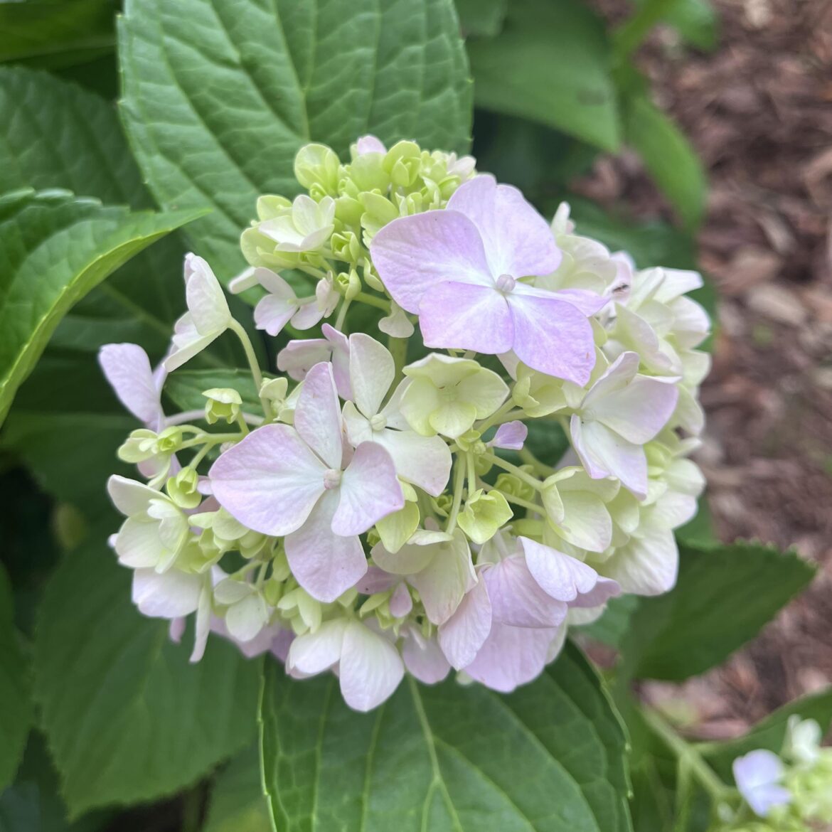 First Bloom!
