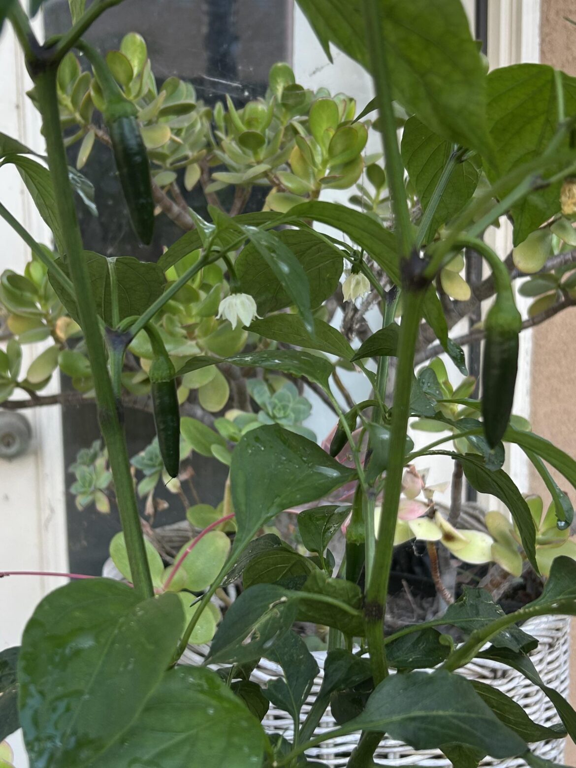 What kind of pepper am I growing ?