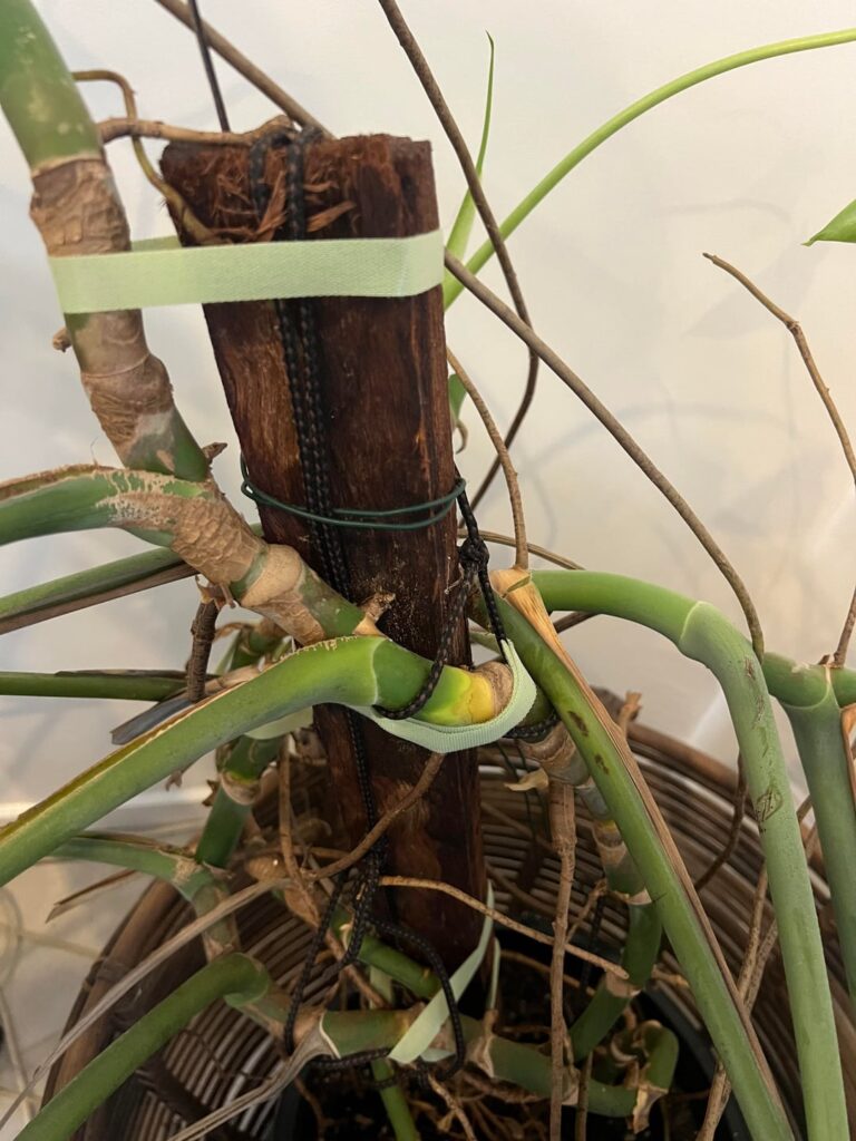 Pole for Large Monstera