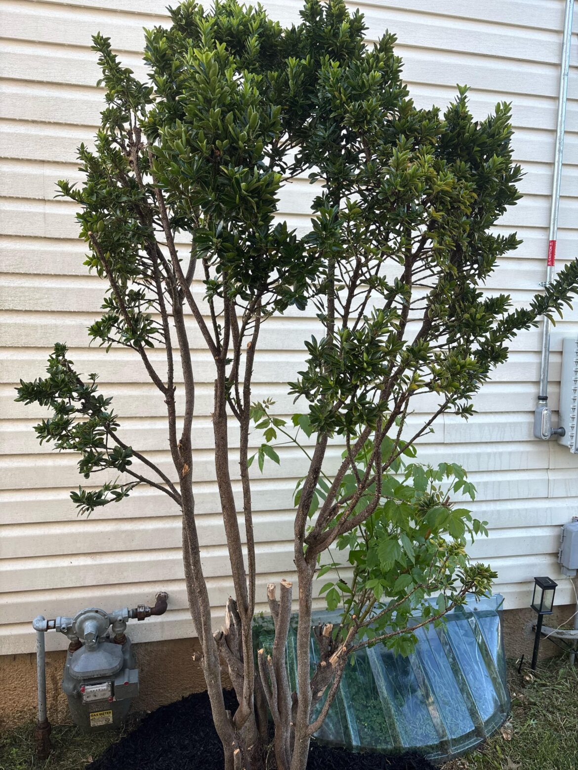 what tree/bush is this??