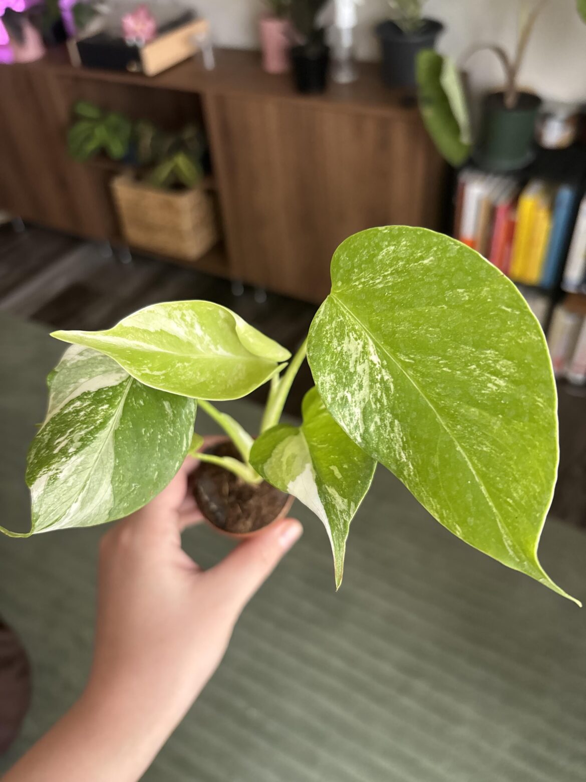 New Albo Monstera Baby New Albo Monstera Baby