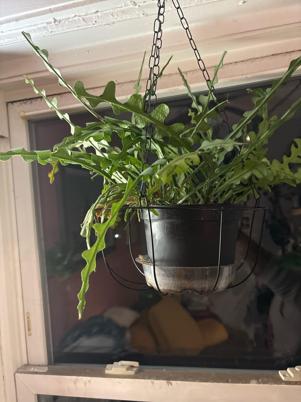 Is this etiolation or something else? Is this etiolation or something else?