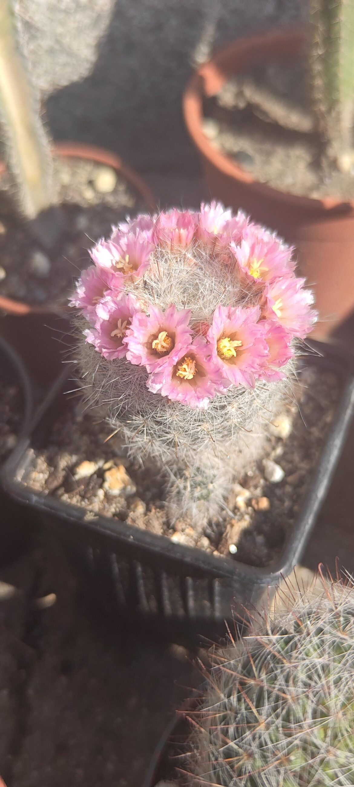 My first bloom of the year 😍