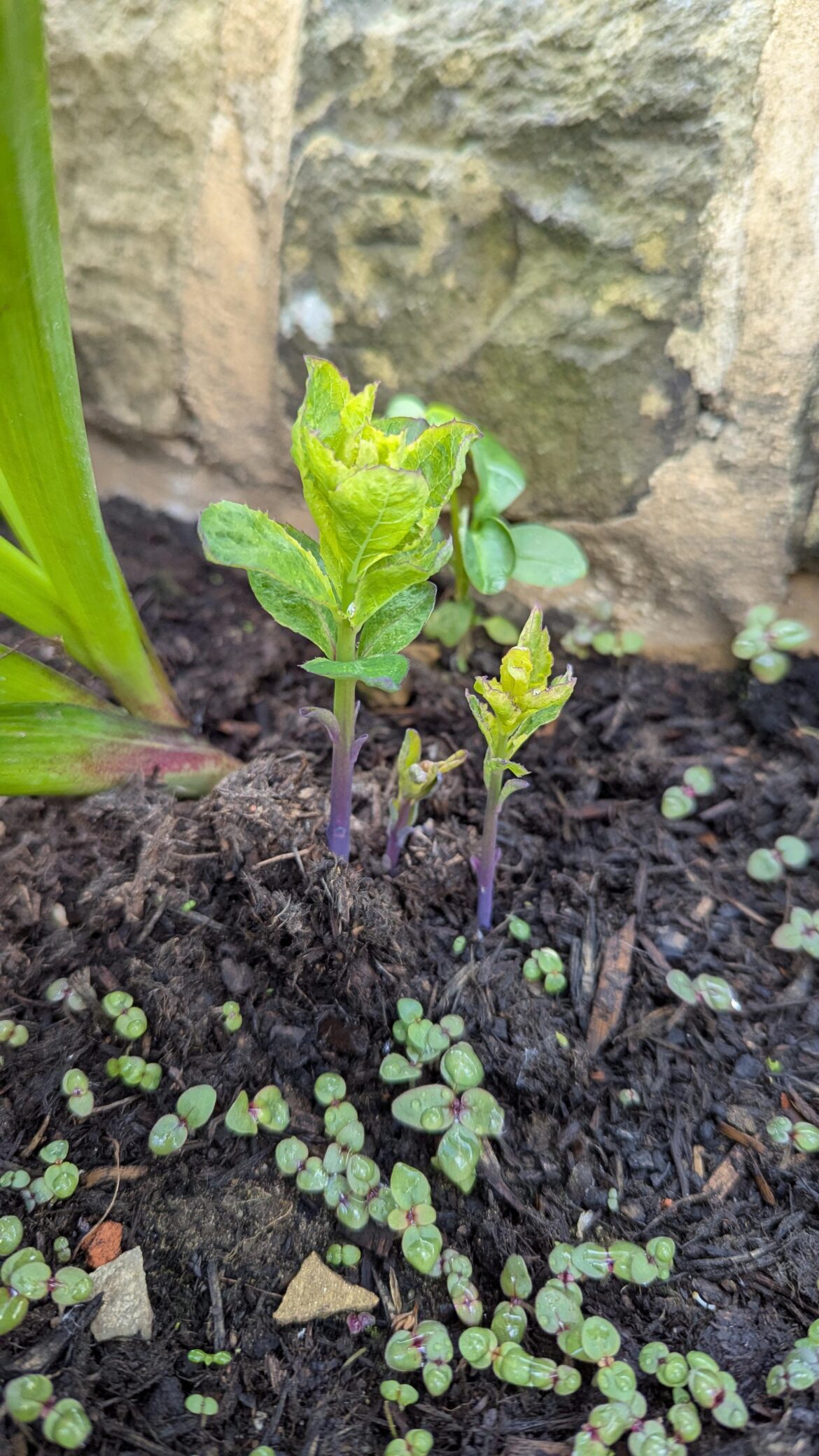I have no recollection of planting these purple stemmed plants, does anyone know what they'll grow into?