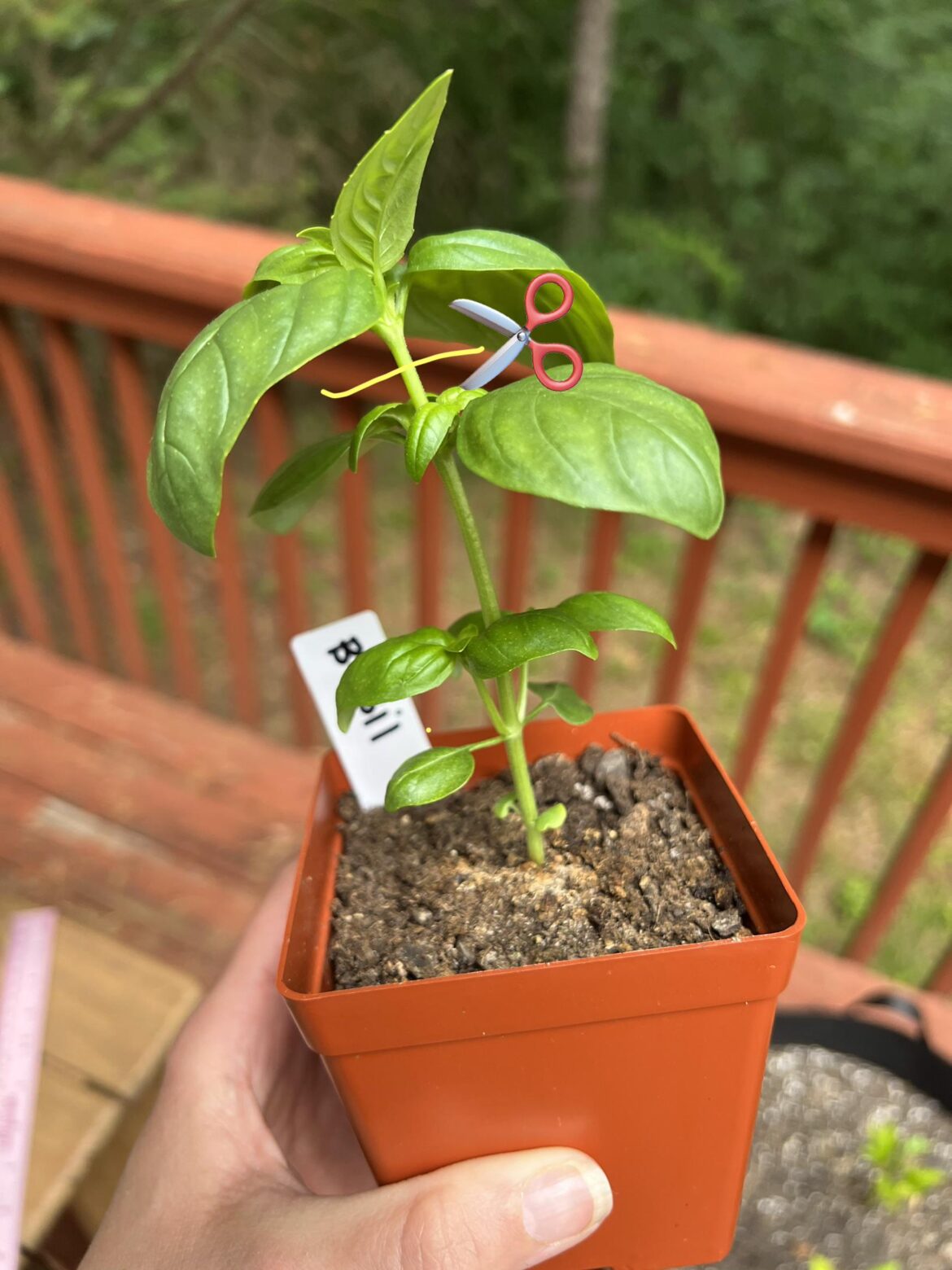 Is it time to prune? ✂️🌱 Is it time to prune? ✂️🌱